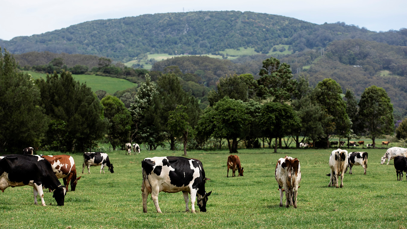 the-australian-dairy-industry-dairy-australia