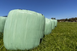 Silage bales