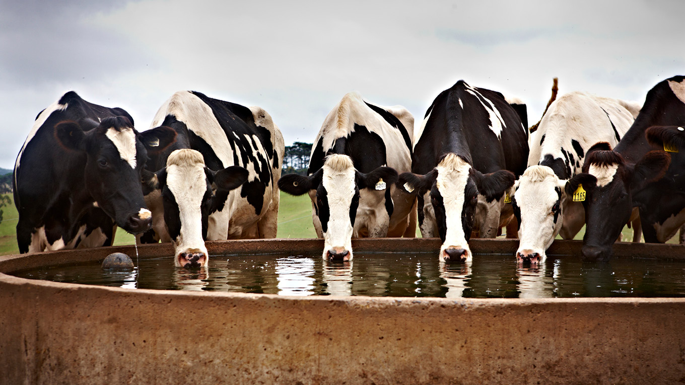 Keeping cows cool