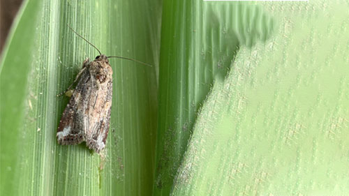 A Fall armyworm moth